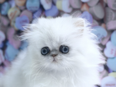 Silver Persian Kitten