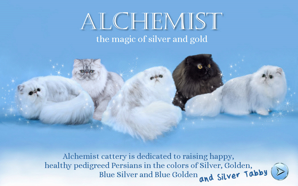 silver persian cats
