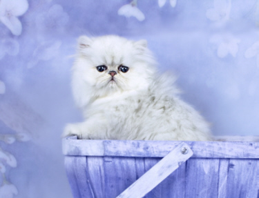 Silver Persian Kitten