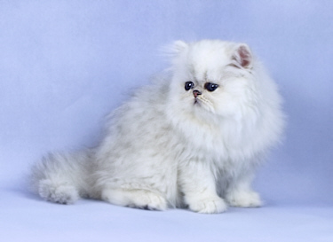 Silver Persian Kitten