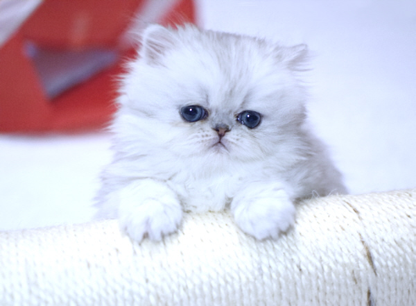 Silver Persian Kitten