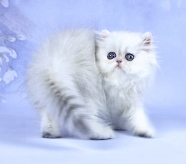 Silver Persian Kitten