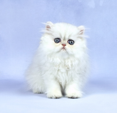 Silver Persian Kitten