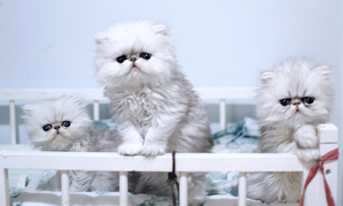 Silver Persian Kittens