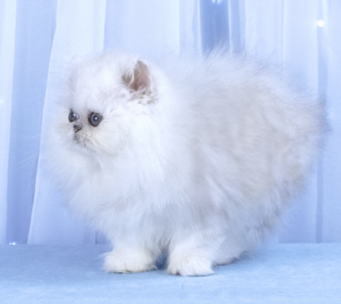 Silver Persian Kitten