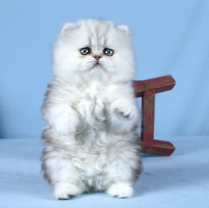 Silver Persian Kitten