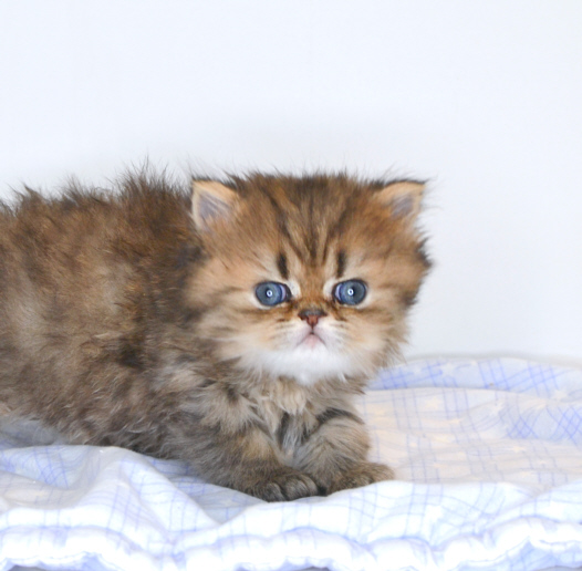 Golden Persian Kitten