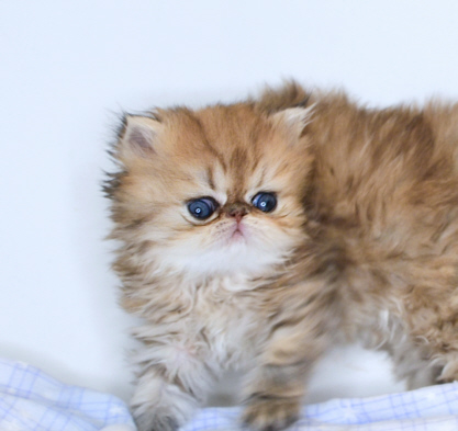 Golden Persian Kitten