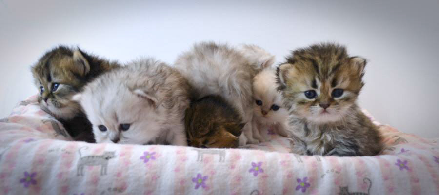 Silver and Golden Persian Kittens